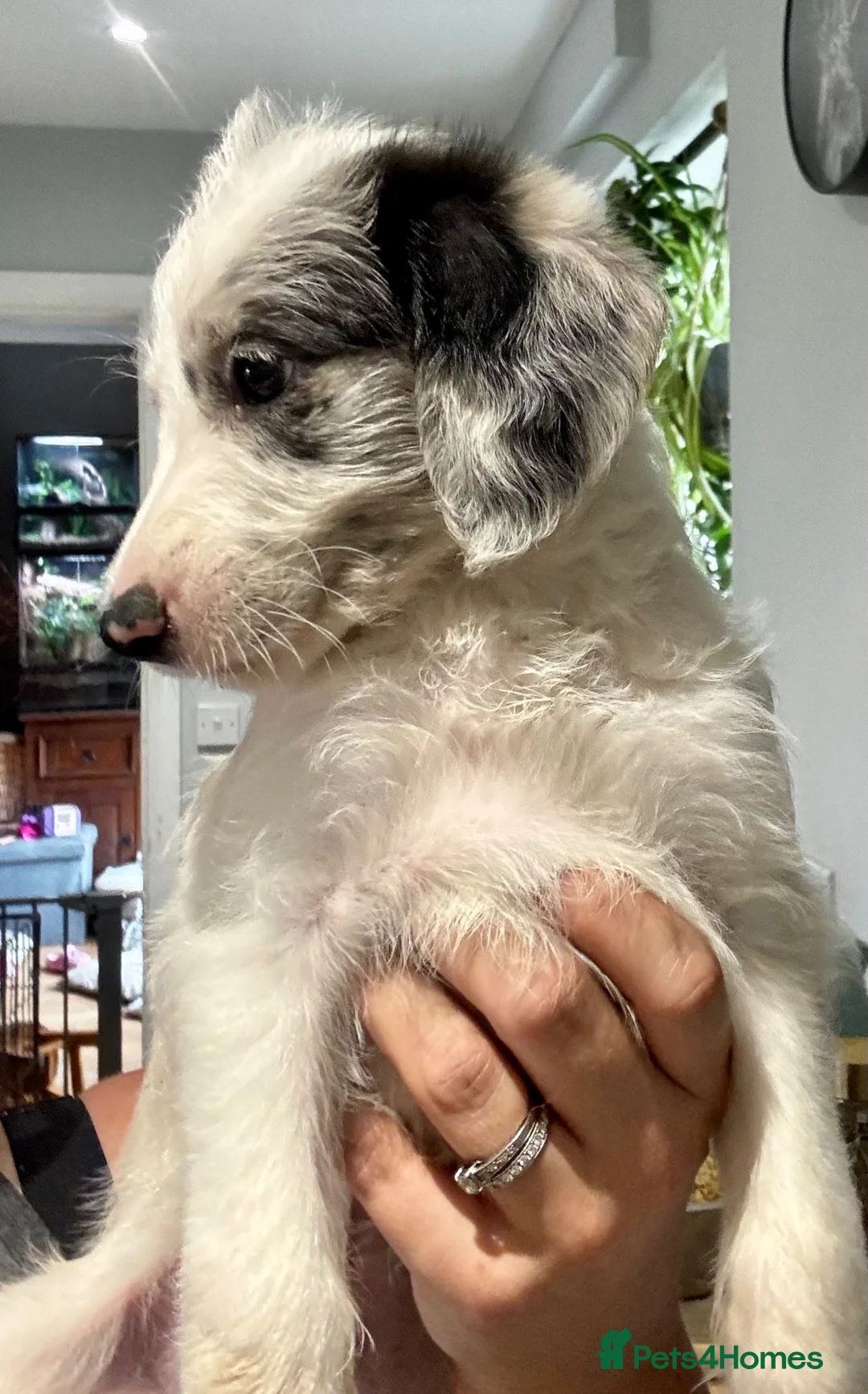 Mixed Breed dogs for sale: Gorgeous Whippet x Poodle puppies - Advert 1