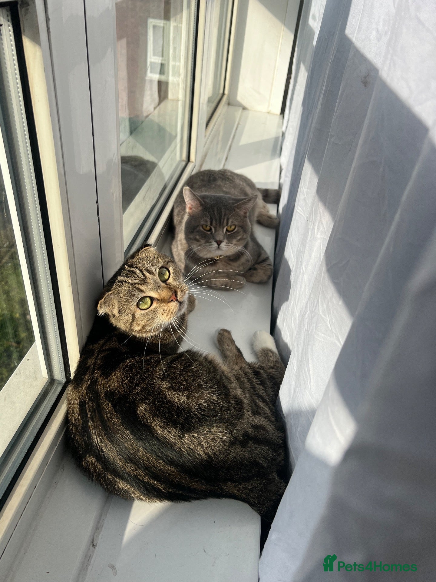 British Shorthair cats British Shorthair Kittens x Scottish Fold - Advert 1
