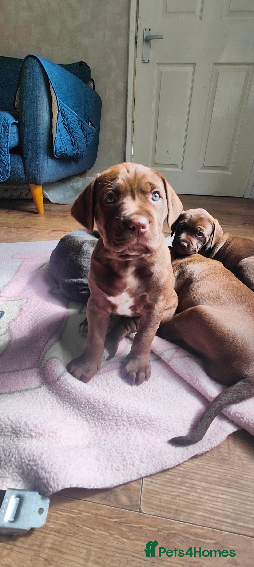 Mixed Breed dogs for sale: dog de bordeaux mixed Dalmatian  - Image 2