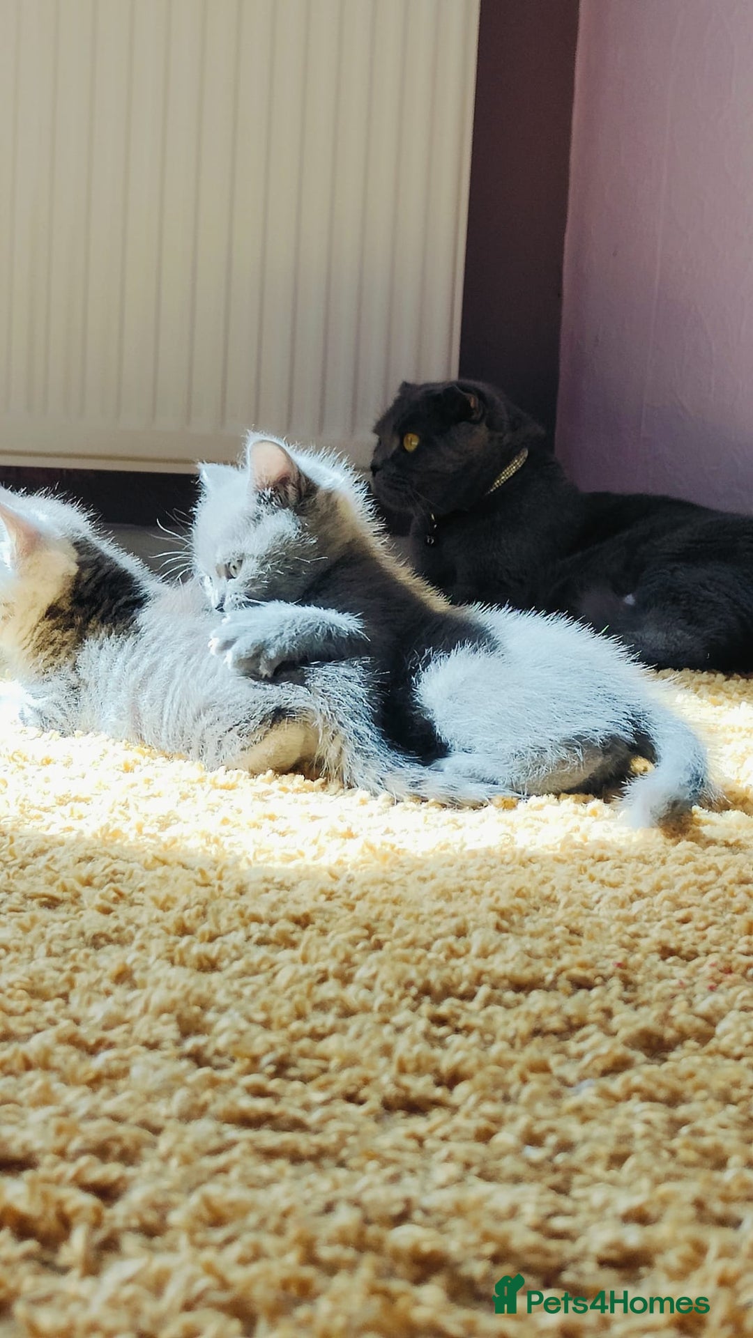 Scottish Fold cats for sale: ❤️Gorgeous Scottish Fold Straight ears kittens❤️ - Image 24
