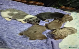 Dachshund dogs for sale: Standard daschunds - Image 3
