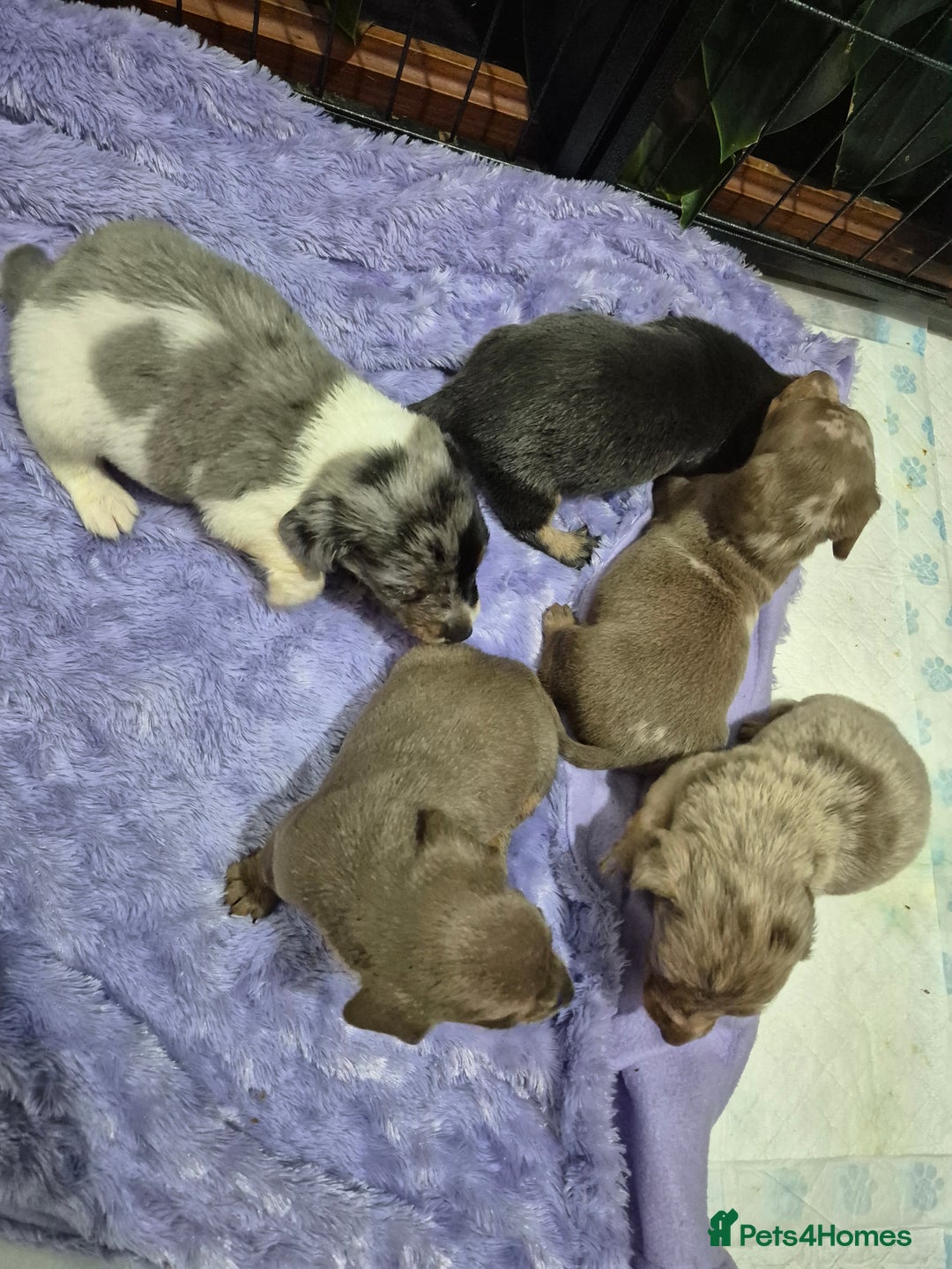 Dachshund dogs for sale: Standard daschunds - Image 3