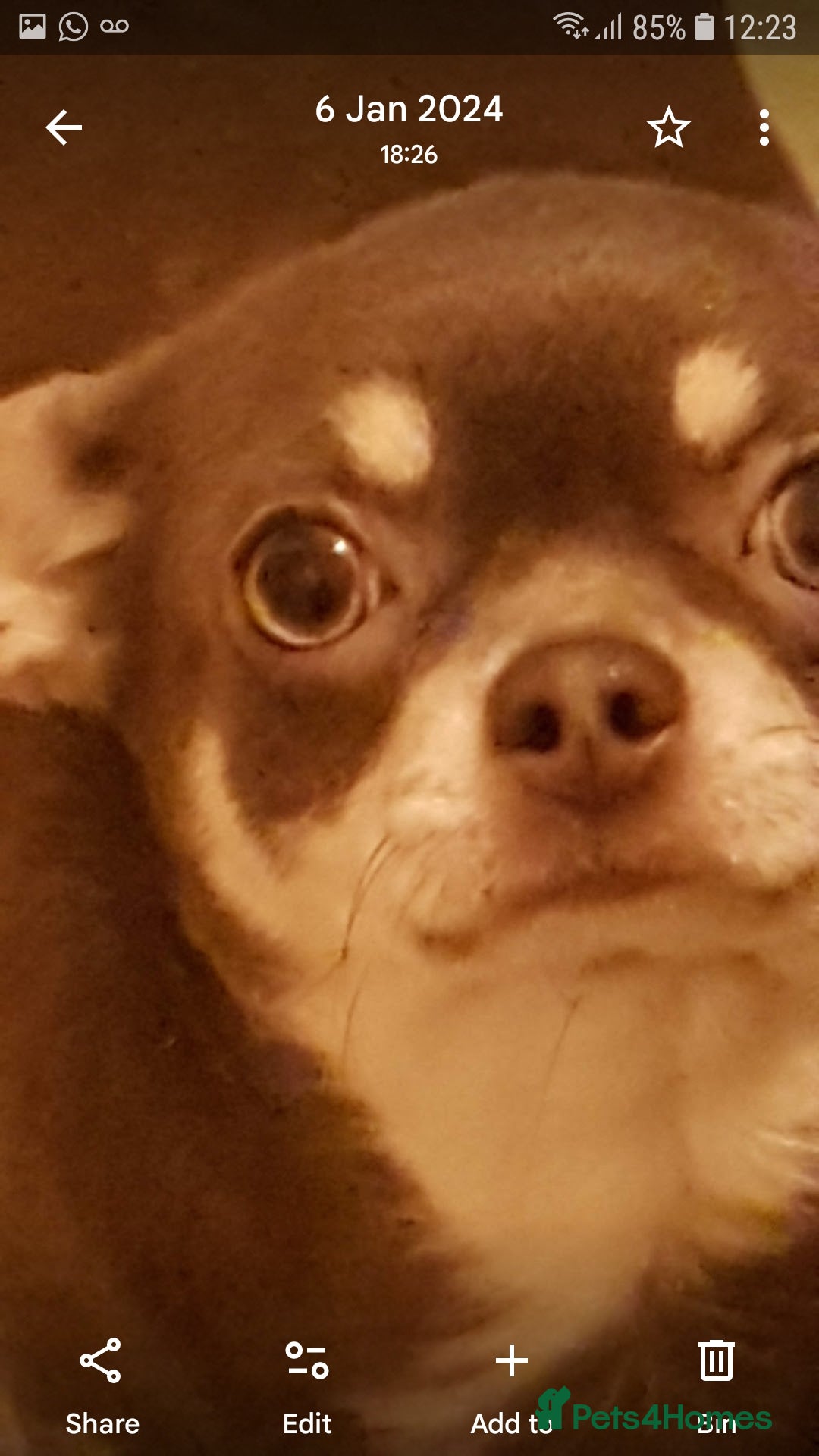 Chihuahua dogs for sale: 3 years old girl - Image 7