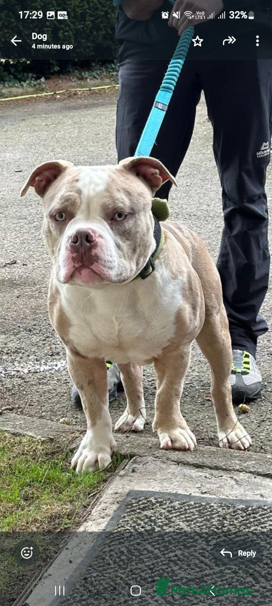 American Bully dogs for sale: Abkc reg platinum/champion pocket bullies - Advert 24