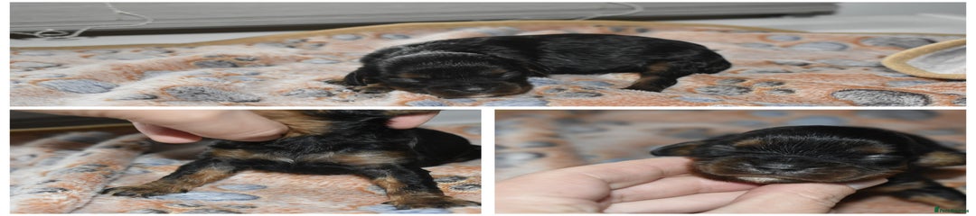 Cavalier King Charles Spaniel Puppy 4