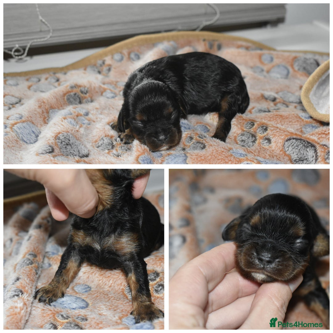 Cavalier King Charles Spaniel dogs for sale: Cavalier King Charles Spaniel puppies - Image 13