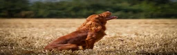 Cockapoo dogs for sale: ⭐ F1b cockapoo puppies - Advert 6