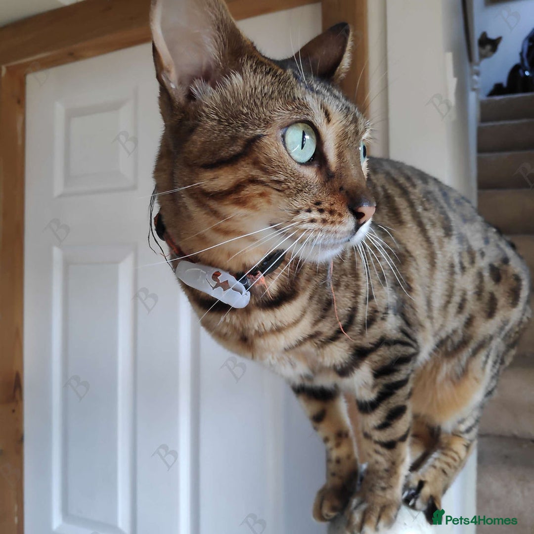 Bengal cats for sale: 😺 Rehoming TICA Bengal Cats Ready for New Home 🏡 - Image 5