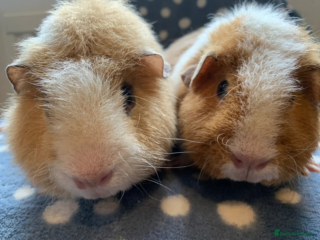 Guinea Pig rodents for sale: Stunning pair of teddy Guinea pigs  - Advert 2