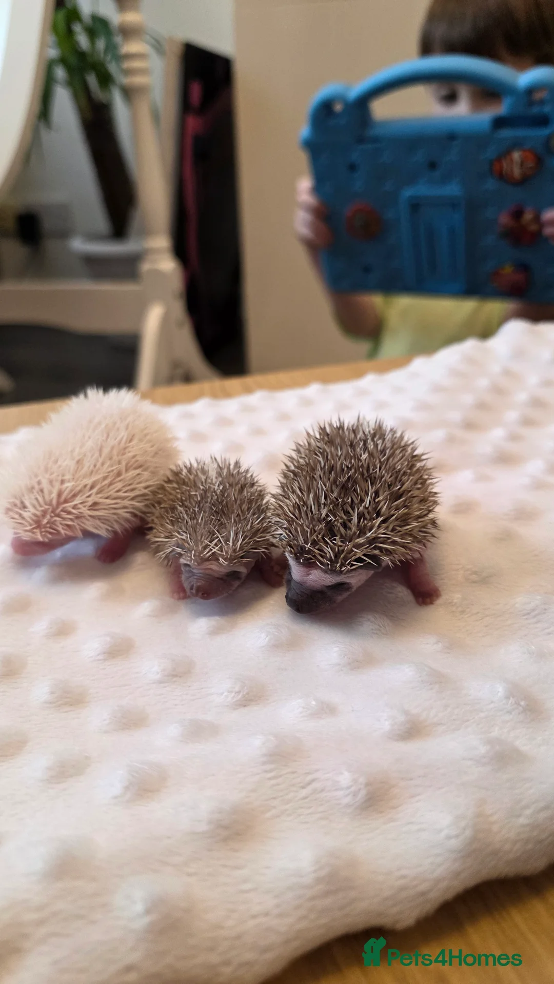 Pygmy Hedgehog rodents for sale: African Pygmy hedgehog babies - Advert 6
