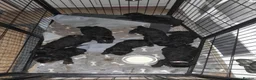 Cavapoo dogs for sale: F1 Cavapoo Puppies - Advert 7