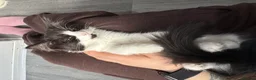 Mixed Breed cats for sale: Male and Female Kittens - Advert 18