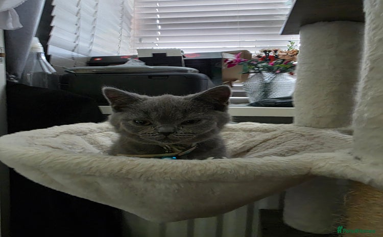 British Shorthair cats - Advert 3