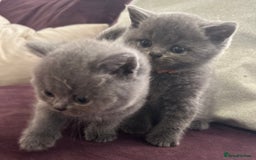 British Shorthair cats for sale: Pedigree GCCF BSH kittens ready in 2 weeks time !! - Image 17