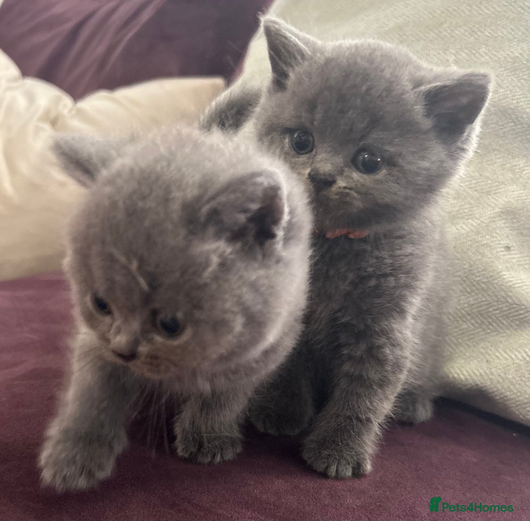 British Shorthair cats for sale: Pedigree GCCF BSH kittens ready in 2 weeks time !! - Image 17