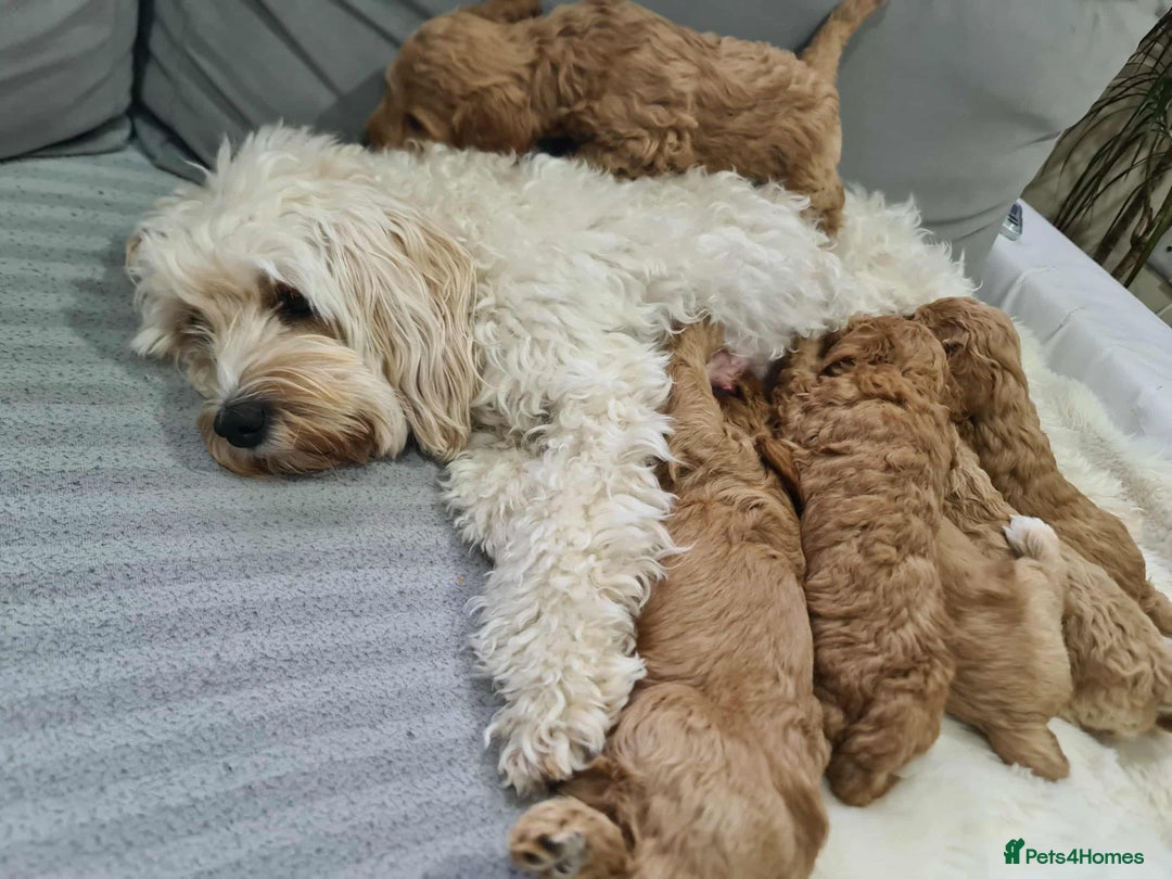 Cockapoo dogs for sale: Sold ! Sweet boy cockapoo - Advert 18