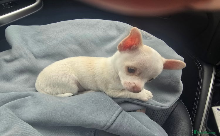 Chihuahua dogs - Advert 1