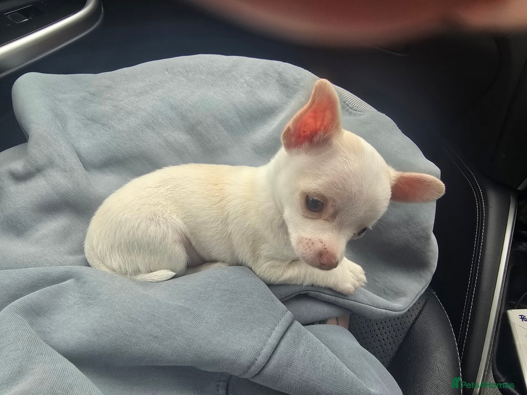 Old Chihuahua Crate Training Chihuahua Puppy Old Puppy Sleep Best