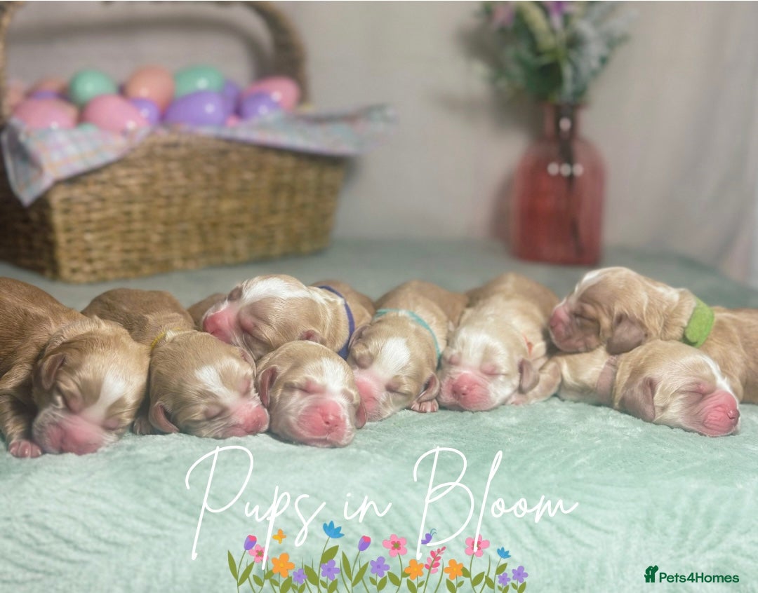 Cocker Spaniel dogs KC registered golden working cocker spaniel pups - Advert 3