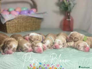 Cocker Spaniel dogs KC registered golden working cocker spaniel pups - Advert 3