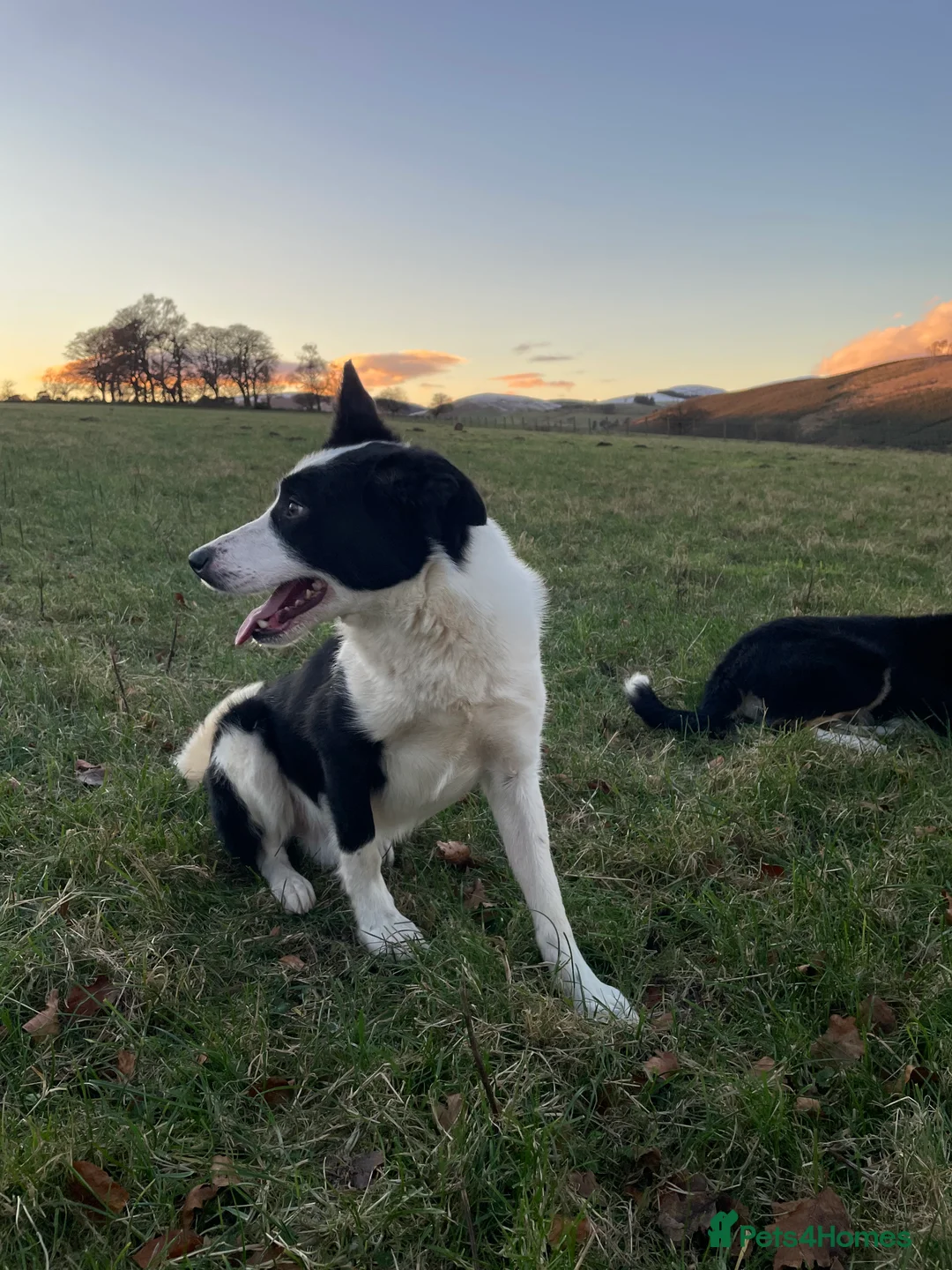 Border Collie dogs for sale: ISDS Registered Border Collie Male - Advert 3