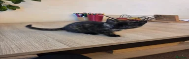 Mixed Breed Kitten 1