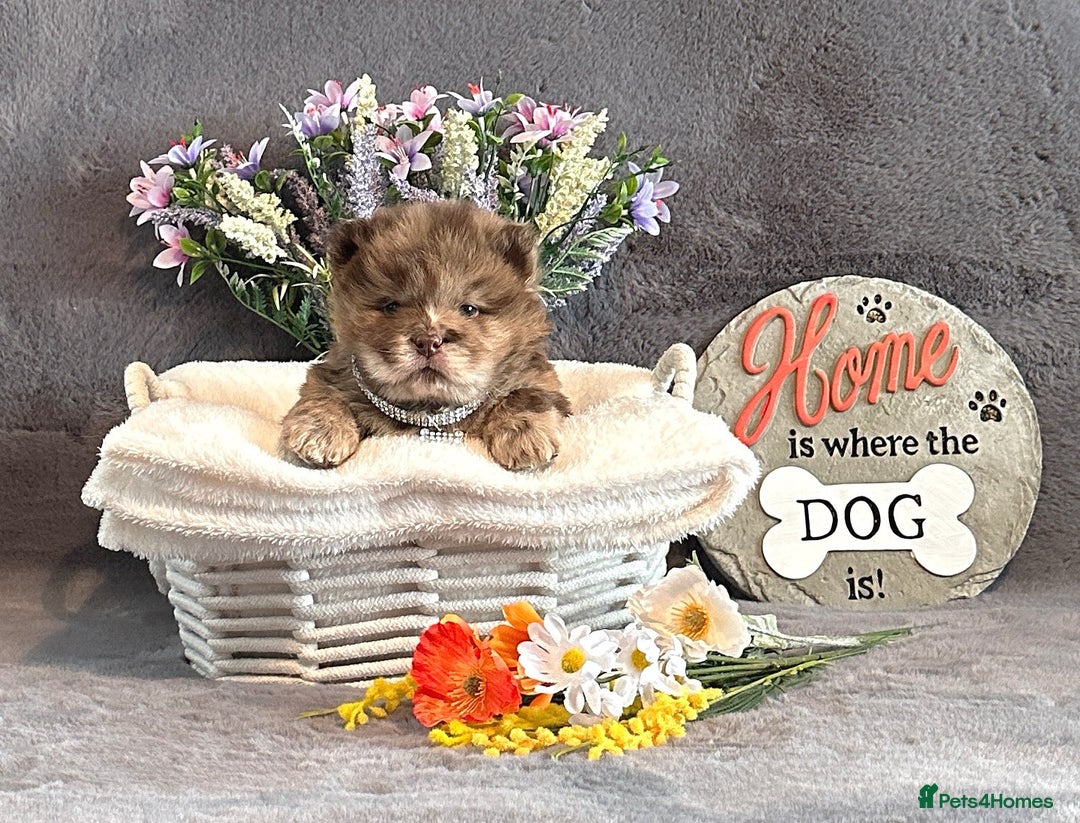 Chow Chow dogs for sale: Exotic colour Pure chow chow puppies for sale  - Image 8