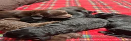 Cockapoo dogs for stud: Stunning Fully Health Tested F2b Cockapoo Proven ! - Advert 30
