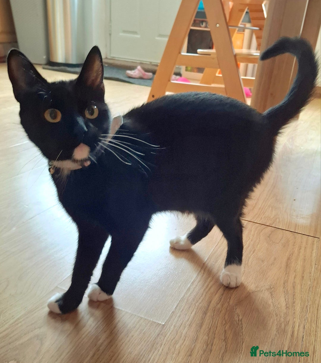 Mixed Breed cats for sale: Tuxedo  Shorthair (female), around 1 year old - Image 1