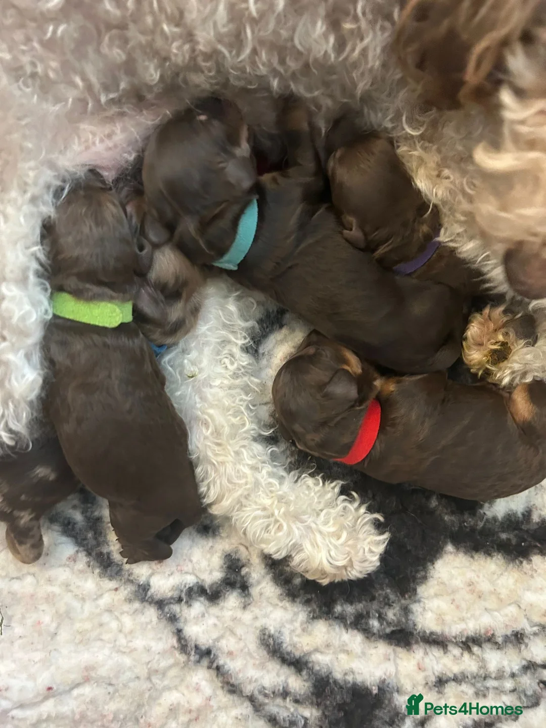 Cockapoo dogs for stud: F1 Red Cockapoo PROVEN Stud-Extensively DNA Tested in Stafford - Advert 23