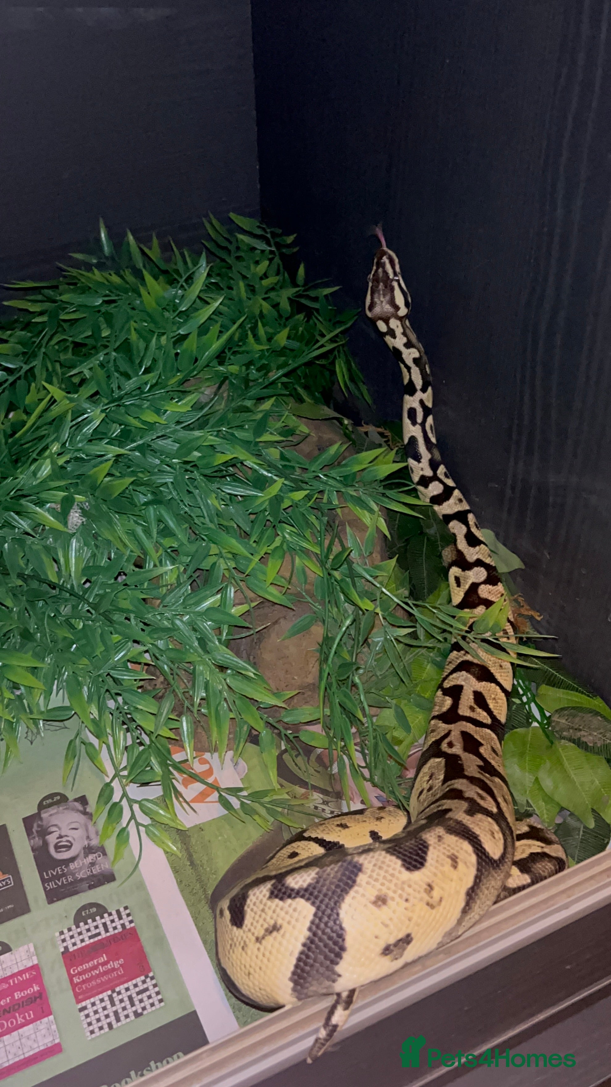 Python Snake reptiles Pastel Royal python  - Advert 1