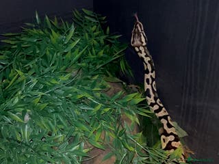 Python Snake reptiles Pastel Royal python - Advert 6