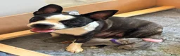 Mixed Breed dogs for sale: Boston Terrier x french bulldog Hybrid in Canterbury - Advert 10