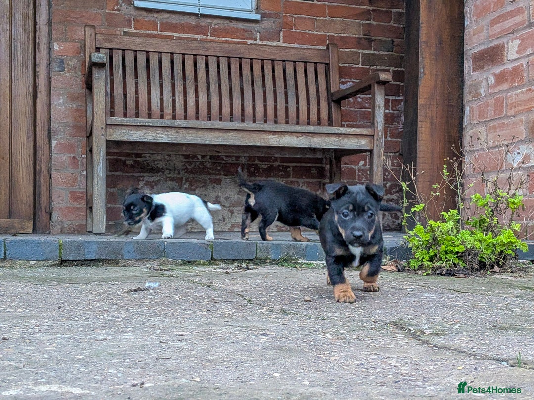 Jack Russell dogs for sale: Jack Russel Puppies for sale - Advert 11