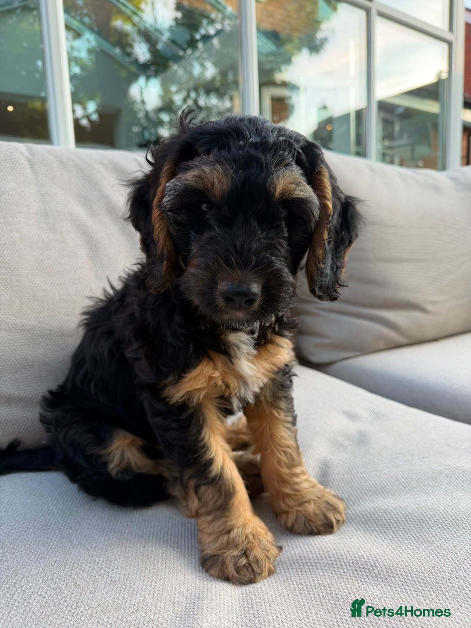 Cockapoo dogs Ready to leave, vaccinated Gorgeous F1 Cocapoos  - Advert 15