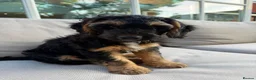 Cockapoo dogs for sale: 1 boy remaining,F1 cocapoo  - Advert 18
