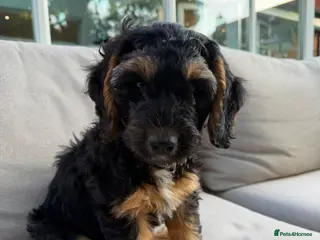 Cockapoo dogs Ready to leave, vaccinated Gorgeous F1 Cocapoos - Advert 15