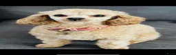 Toy Poodle dogs for sale: Pure Bred Red Toy Poodles (KC generation)  - Advert 7