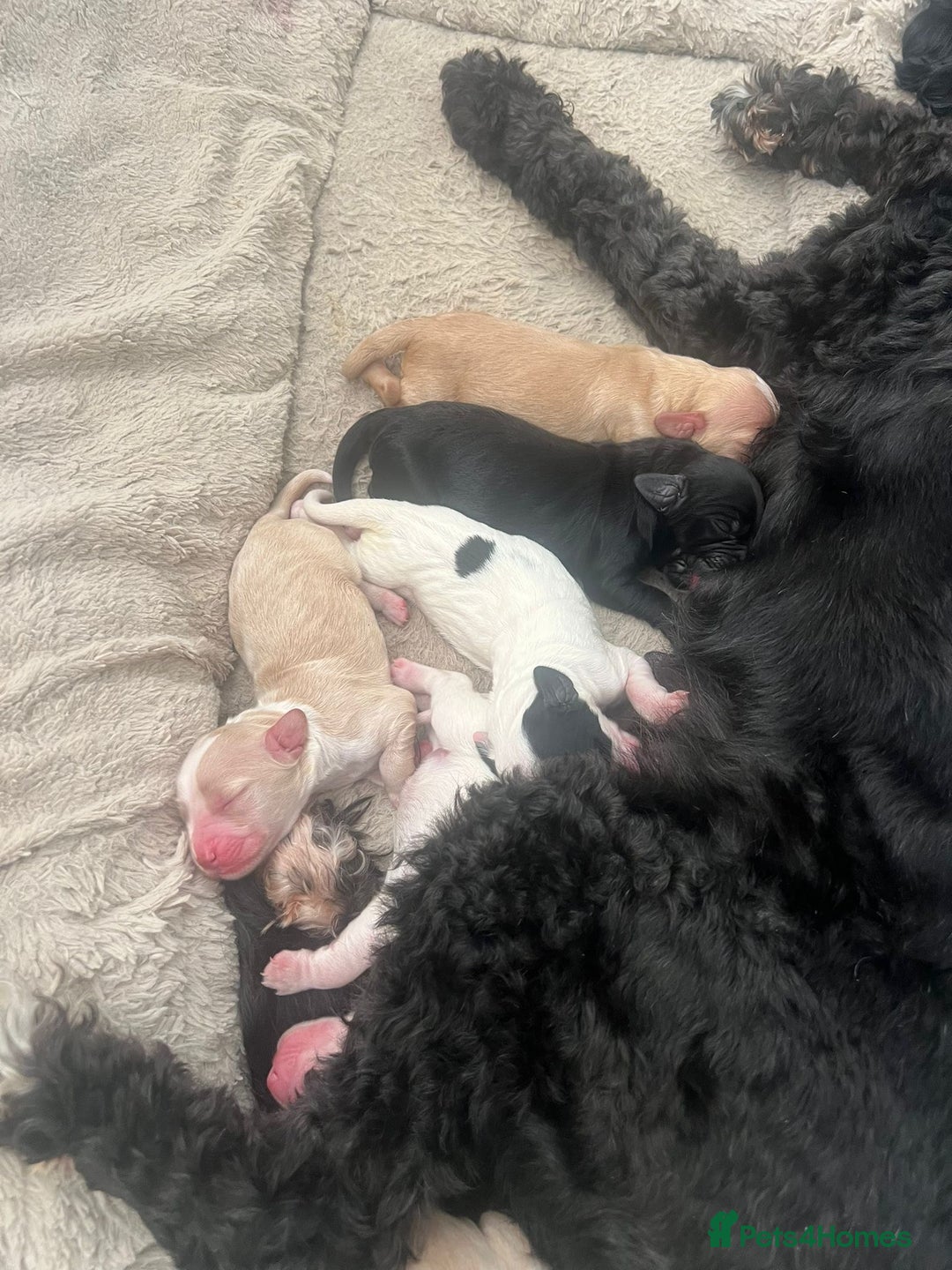 Cockapoo dogs for sale: 1 Cockapoo F1B Puppy left for sale  - Image 11