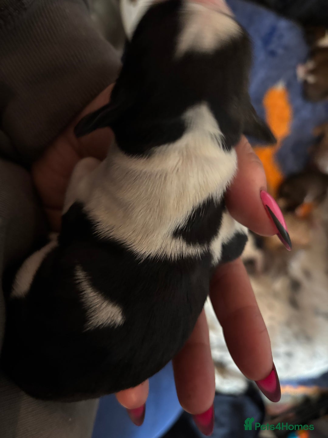 Cocker Spaniel dogs for sale: Beautiful cocker puppies  - Image 11