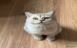 British Longhair cats for sale: Gorgeous British Longhair & Shorthair Kittens - Image 12
