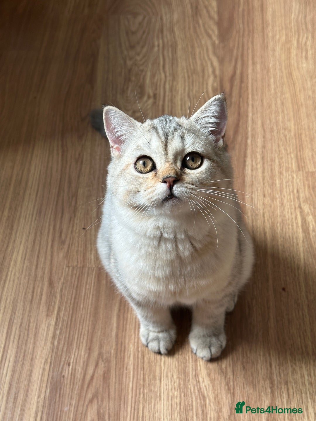 British Longhair cats for sale: Gorgeous British Longhair & Shorthair Kittens - Image 12