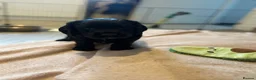 Cocker Spaniel dogs for sale: KC Registered Cocker Spaniel Puppies  - Advert 7
