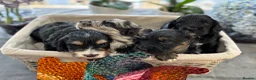 Cockapoo dogs for sale: 🐾❤️ Exceptional F1 Cockapoo Puppies ❤️🐾 - Advert 12