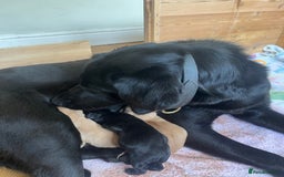 Labrador Retriever dogs for sale: Drakeshead Labrador Retriever  - Image 6