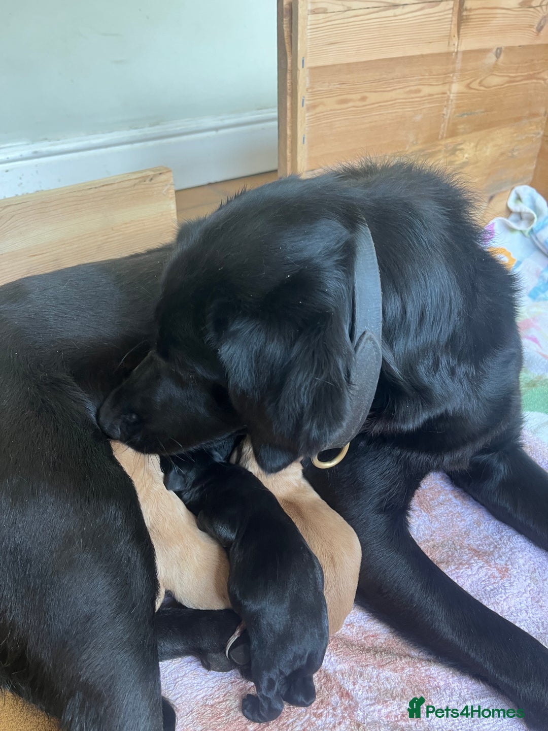 Labrador Retriever dogs for sale: Drakeshead Labrador Retriever  - Image 6