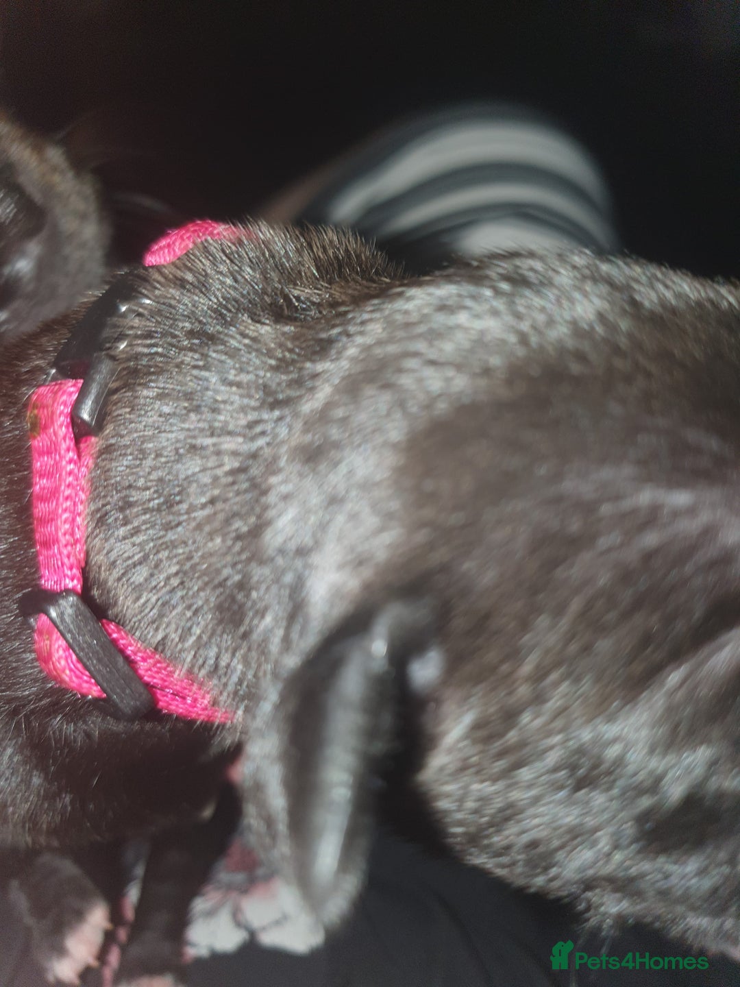 Staffordshire Bull Terrier dogs for sale: Staffordshire Bull Terrior Pups - 9 in total. - Image 9