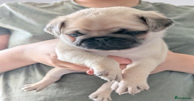 Pug dogs - Advert 6