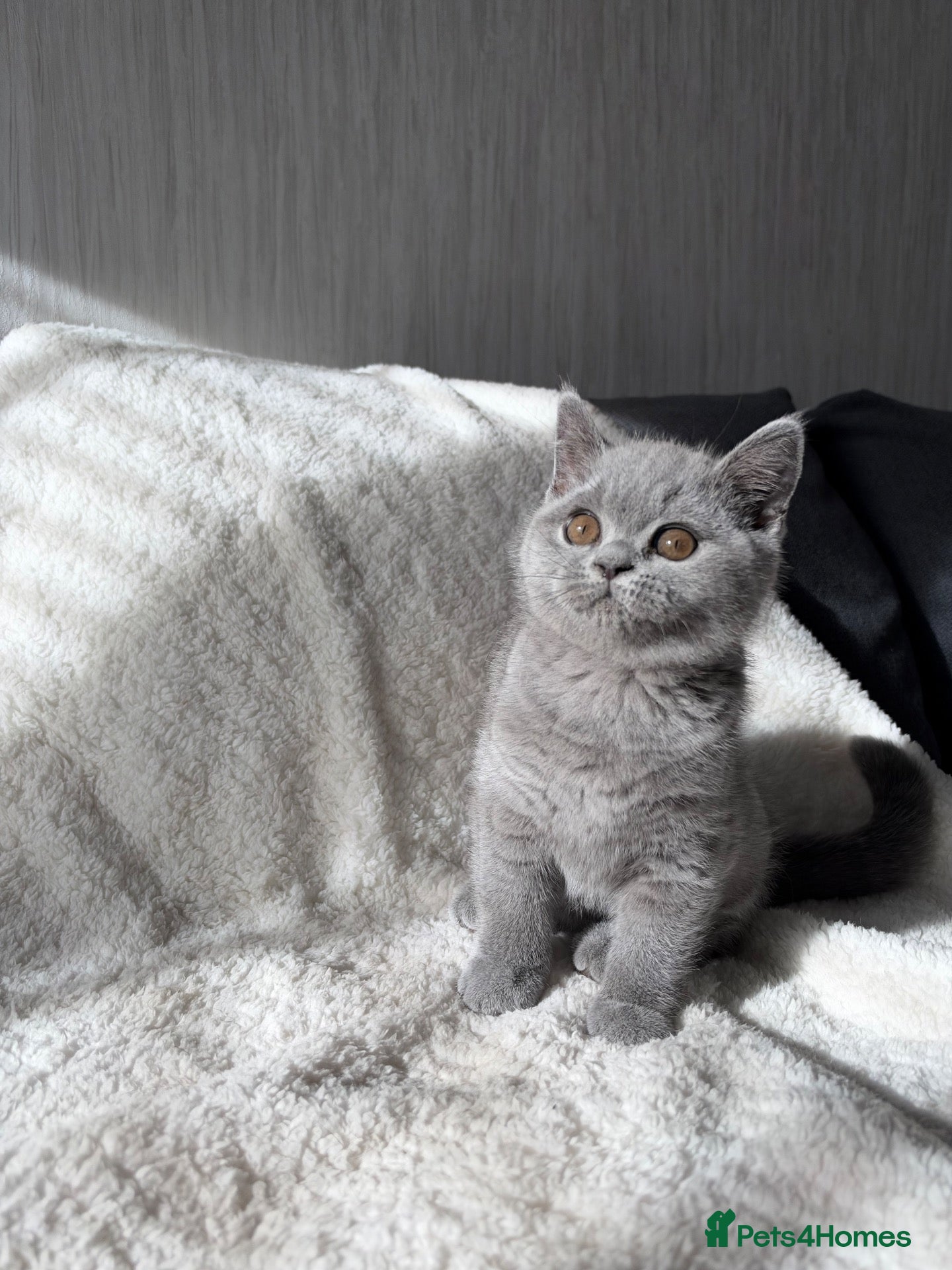 British Shorthair cats TWO ACTIVE GIRL AVAILABLE GCCF BSH  - Advert 2