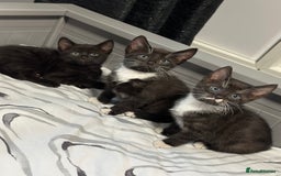 Bengal cats for sale: Gorgeous Bengal X Kittens!! - Image 31
